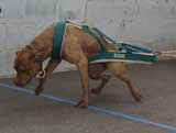 Canine Weight Pull