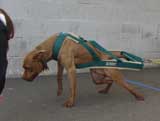 Canine Weight Pull