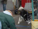 Canine Weight Pull