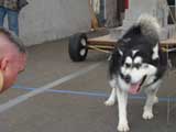 Canine Weight Pull