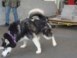 Canine Weight Pull
