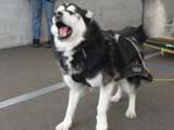 Canine Weight Pull