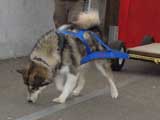 Canine Weight Pull