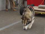 Canine Weight Pull