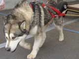 Canine Weight Pull