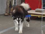 Canine Weight Pull