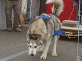 Canine Weight Pull