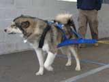 Canine Weight Pull