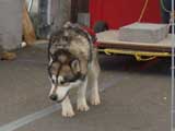 Canine Weight Pull