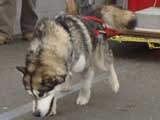Canine Weight Pull