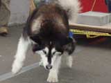 Canine Weight Pull