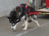 Canine Weight Pull