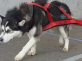 Canine Weight Pull