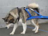 Canine Weight Pull