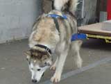 Canine Weight Pull