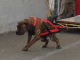 Canine Weight Pull