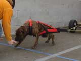 Canine Weight Pull