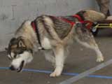 Canine Weight Pull