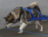 Canine Weight Pull