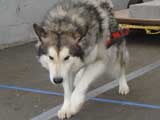 Canine Weight Pull