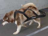 Canine Weight Pull