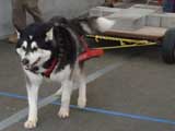Canine Weight Pull