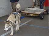 Canine Weight Pull