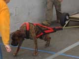Canine Weight Pull