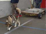 Canine Weight Pull