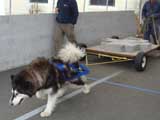 Canine Weight Pull