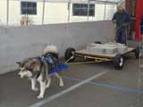 Canine Weight Pull