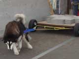 Canine Weight Pull