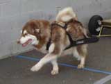 Canine Weight Pull