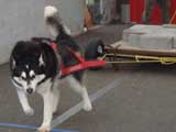 Canine Weight Pull