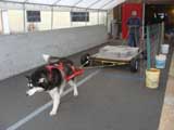Canine Weight Pull
