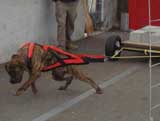 Canine Weight Pull