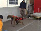 Canine Weight Pull