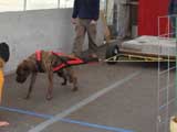Canine Weight Pull