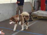 Canine Weight Pull