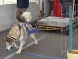 Canine Weight Pull