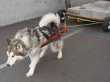 Canine Weight Pull