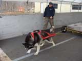 Canine Weight Pull