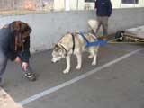Canine Weight Pull