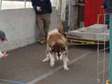 Canine Weight Pull