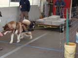 Canine Weight Pull