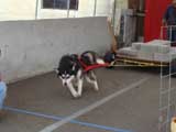 Canine Weight Pull
