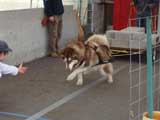 Canine Weight Pull