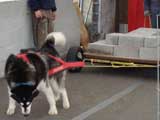 Canine Weight Pull