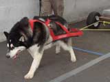 Canine Weight Pull