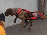 Canine Weight Pull